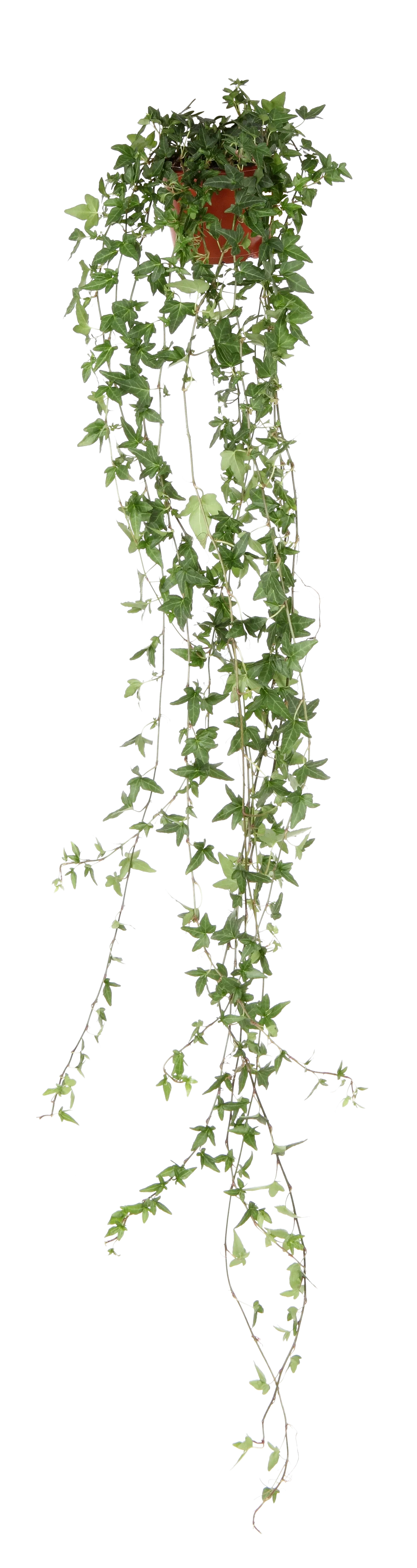 Hedera helix Eføy lange ranker Høyde 80 cm