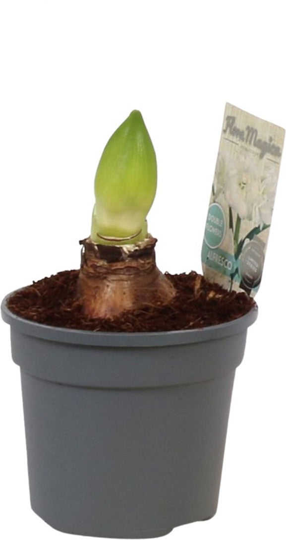 Amaryllis (Hippeastrum 'Alfresco') D 13 H 25 cm