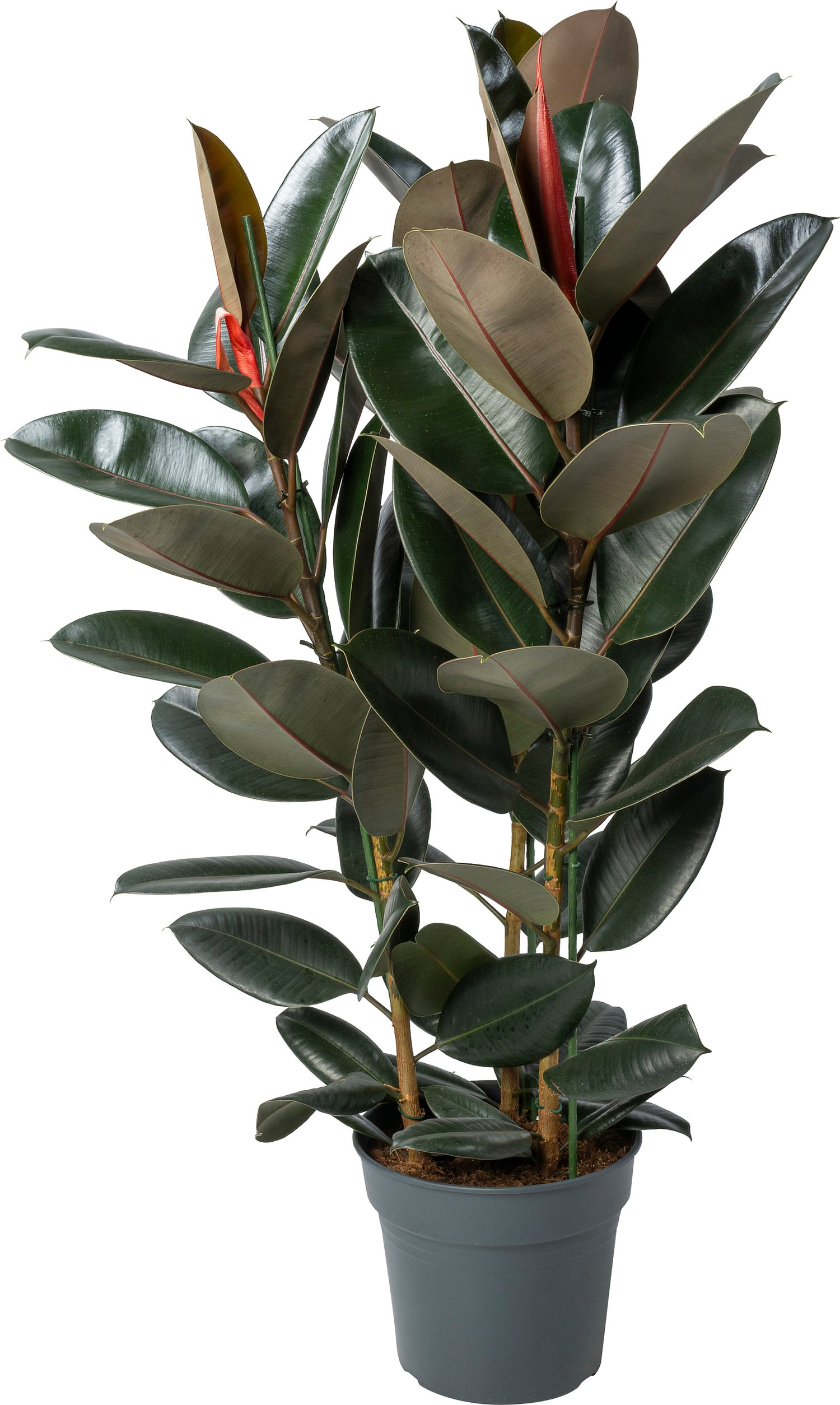 Rubberboom (Ficus elastica 'Abidjan') D 30 H 120 cm