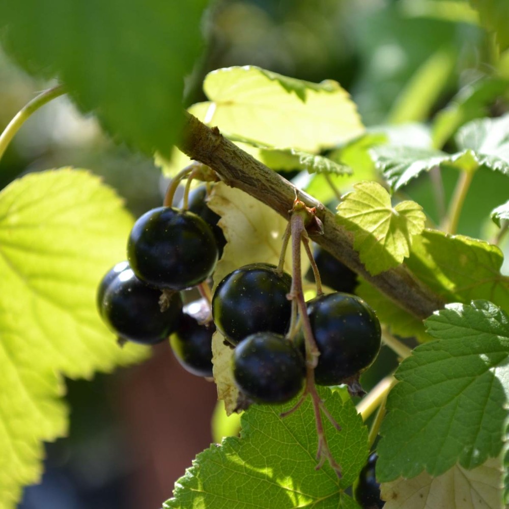 Cassis nigrum andega/ribes nigrum andega[-]pot de 3l - 40/60 cm