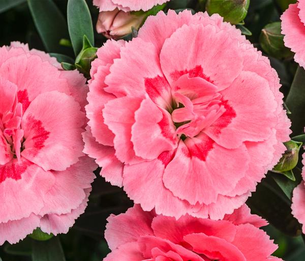 Garten-Nelke, verschiedene Farben