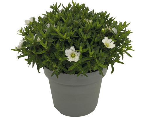 Vaste planten voor het voorjaar FloraSelf, diverse soorten, pot Ø 12 cm