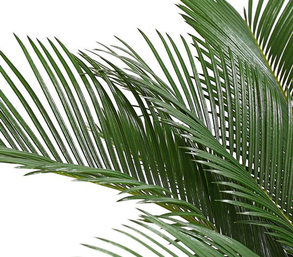 Sagopalmfarn - Cycas revoluta