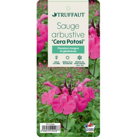 Sauge microphylla 'Cera Potosi' : ctr 3 litres