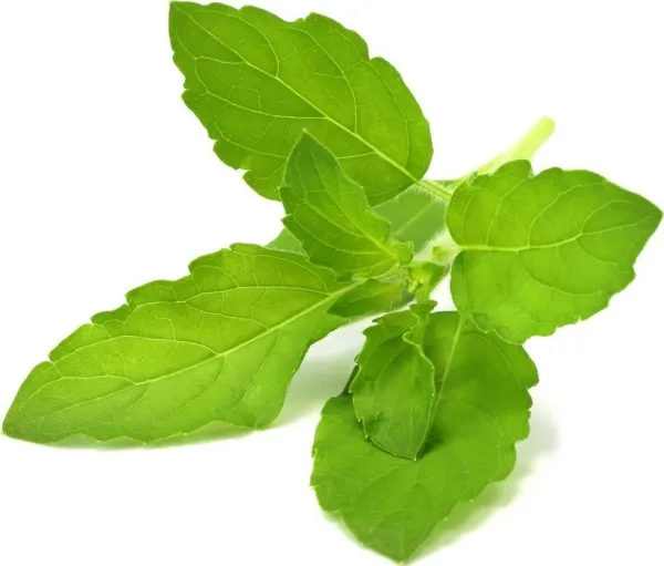 Click & Grow SGR66x3, Spiselig plante, Basilikum, Genopfyldning, Hurtig producent (3-5 uger), 7 - 14 dage, 3 måned(er)