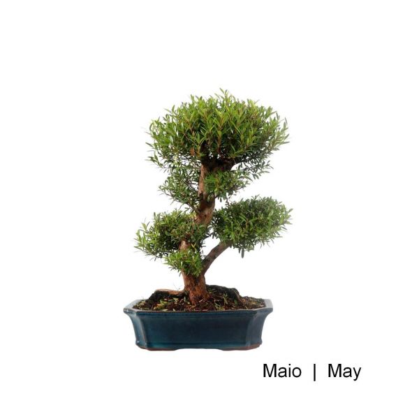 Luso Bonsai Syzigium Bonsai de 21 anos - 57043C