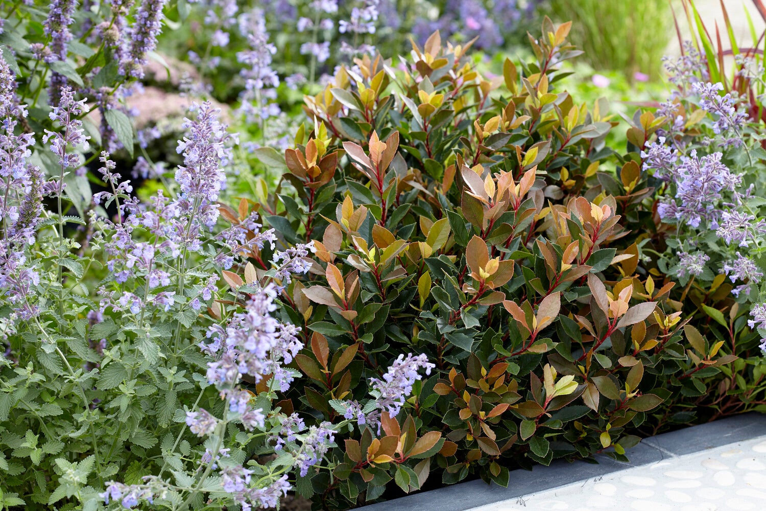 Glansmispel (Photinia x fraseri 'Chico') D 17 H 50 cm