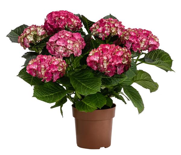 Hortensie - Hydrangea macrophylla 'Baladia Hot