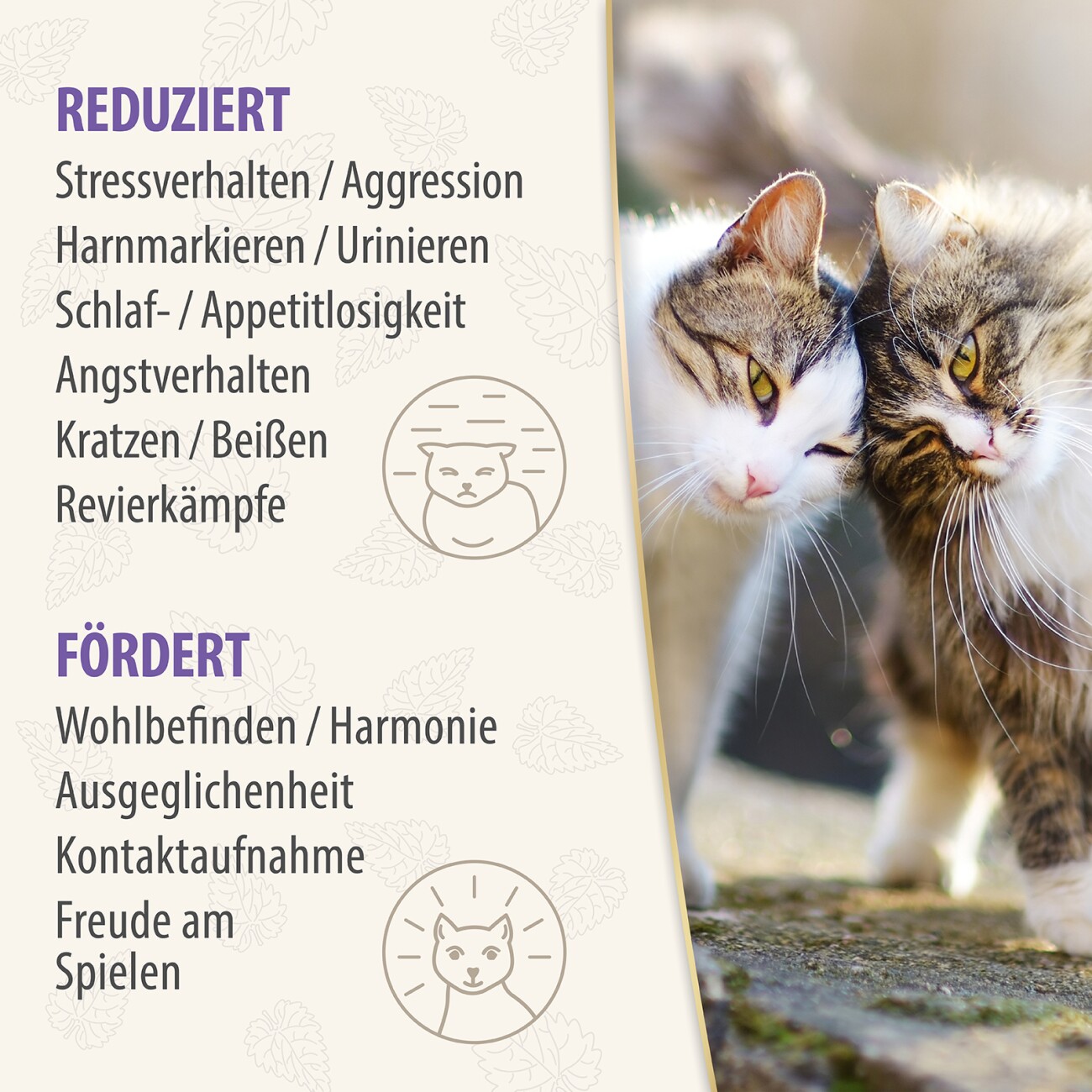 Felisept Family Comfort Nachfüllflakon im Mehrkatzenhaushalt 3x45 ml