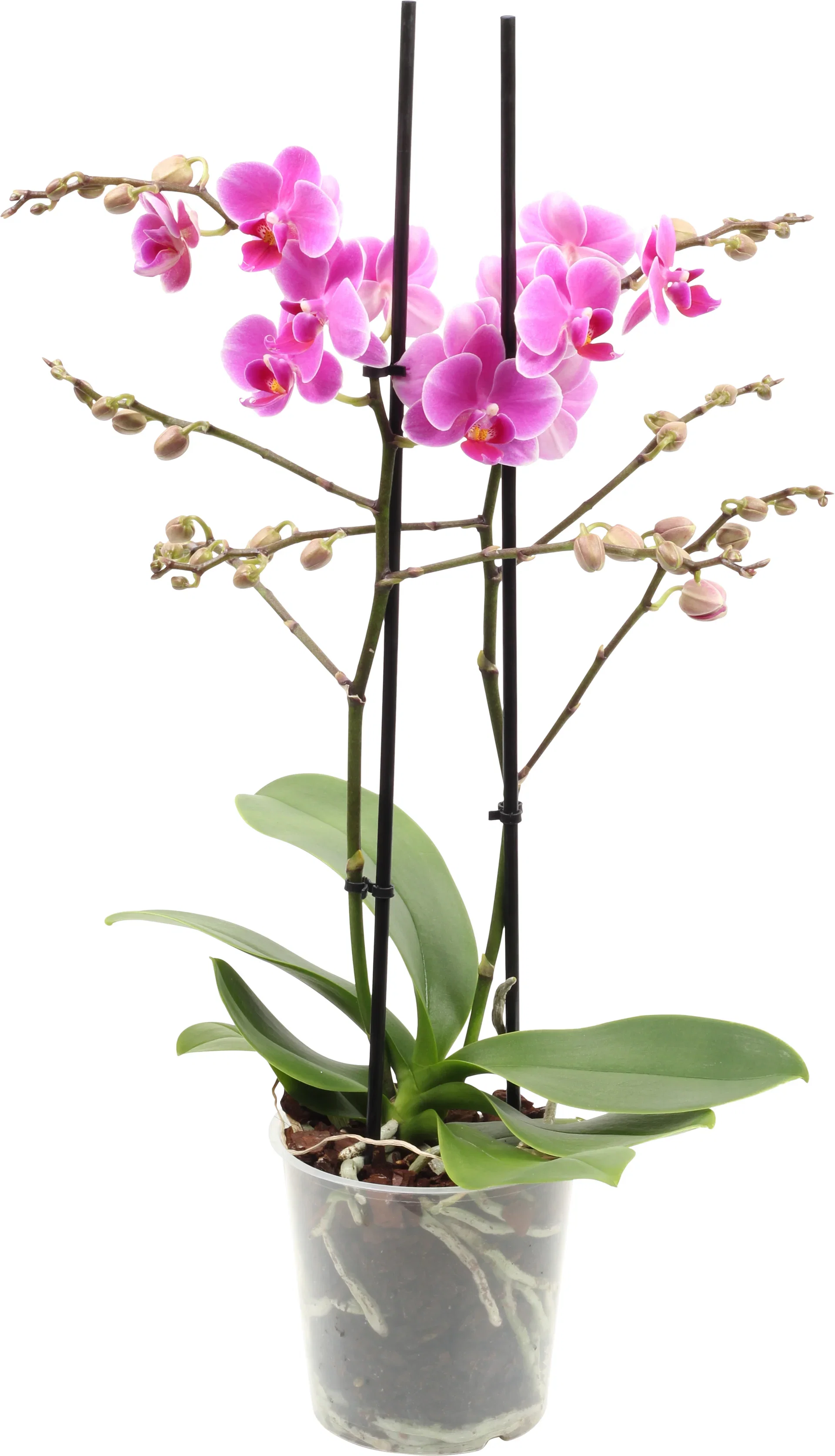 Phalaenopsis hybrid Orkidé Høyde 45 cm