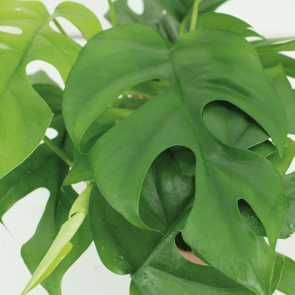 Plante d'intérieur - kokodama monstera - lot de 2 25cm