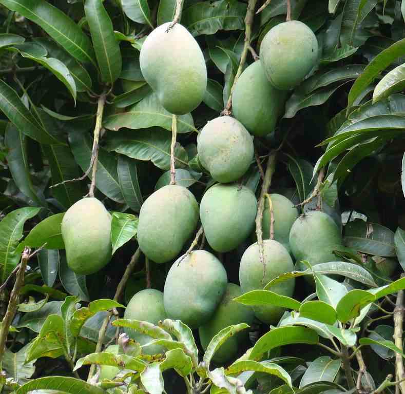 Manguier mangifera indica var. Osteen jaune - taille pot de 25l - 140/160cm