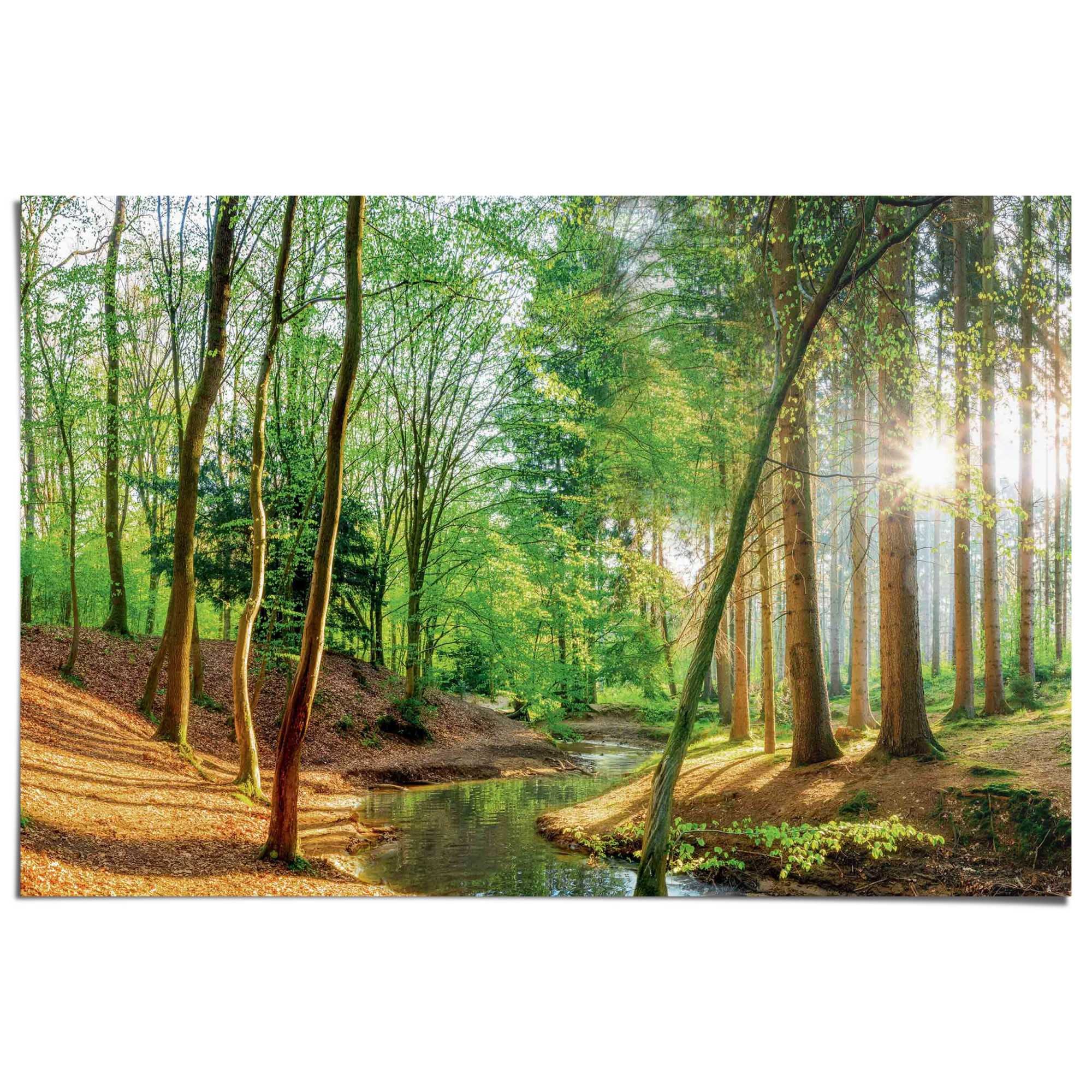 Reinders! Poster »Wald in der Sonne«