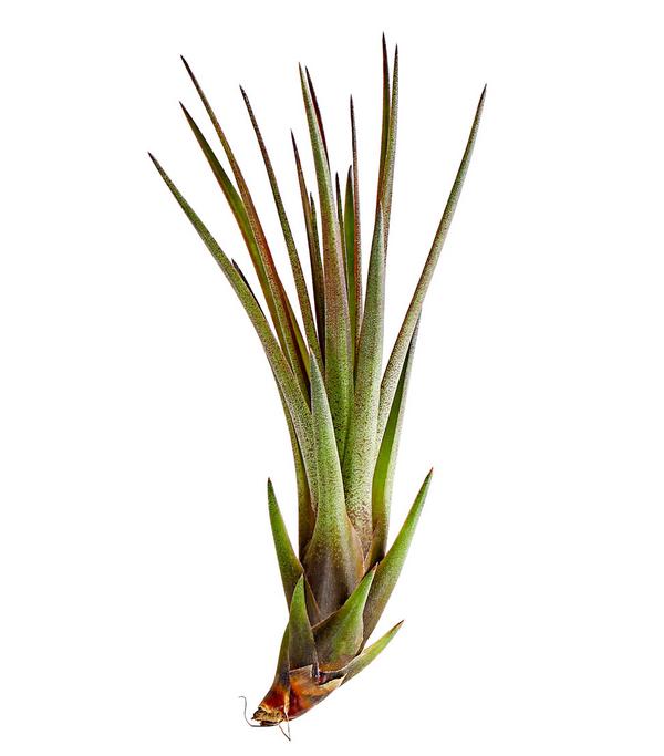 Tillandsie - Tillandsia cultivars klein,