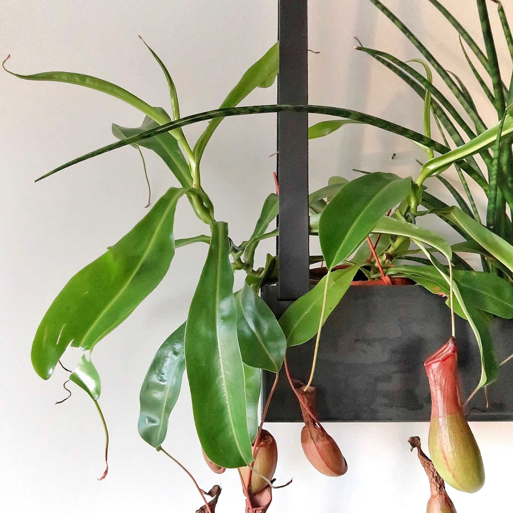 Plantenbak - aan leren banden (Zwart staal) Plantenbak aan leren banden - Vintage black