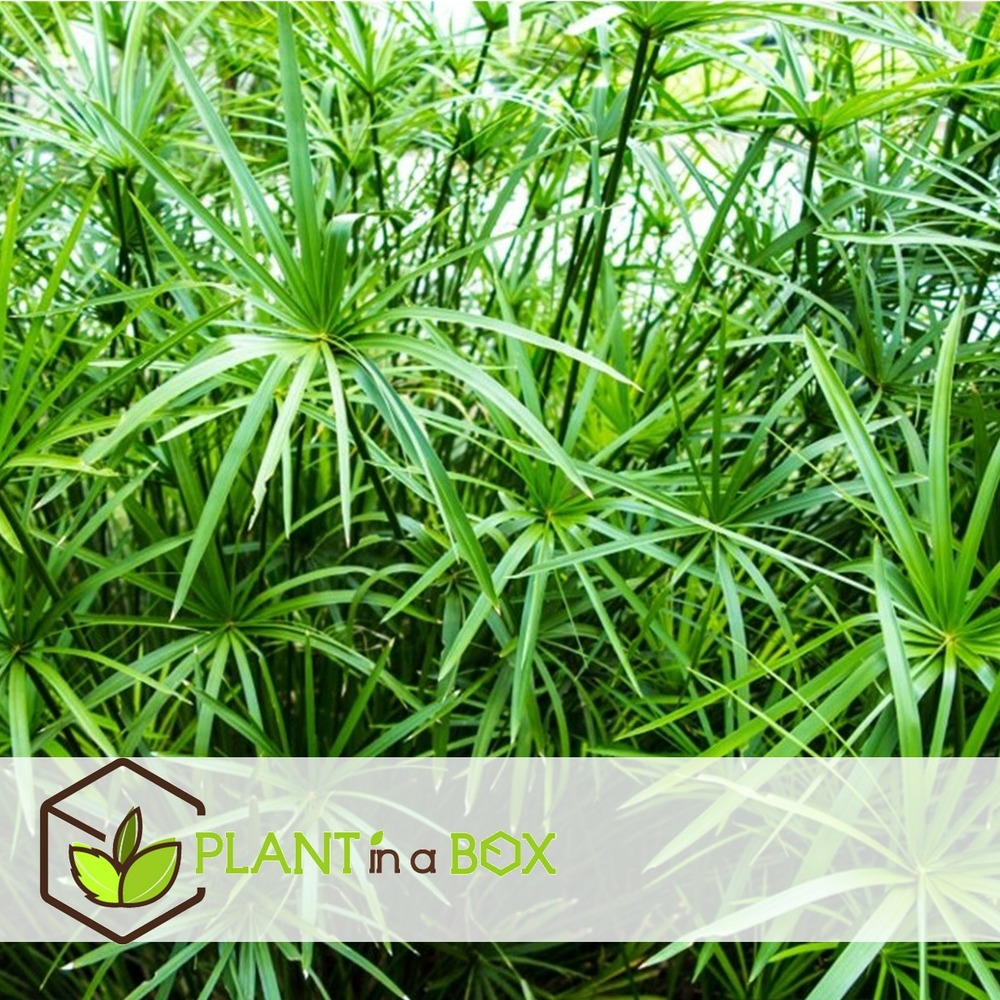 Cyperus alternifolius - set de 4 - pot 14cm - hauteur 40-50cm