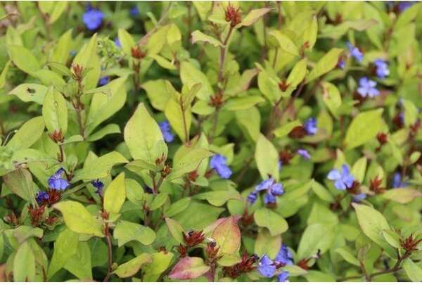 Loodkruid (Ceratostigma plumbaginoides) D 9 H 10 cm