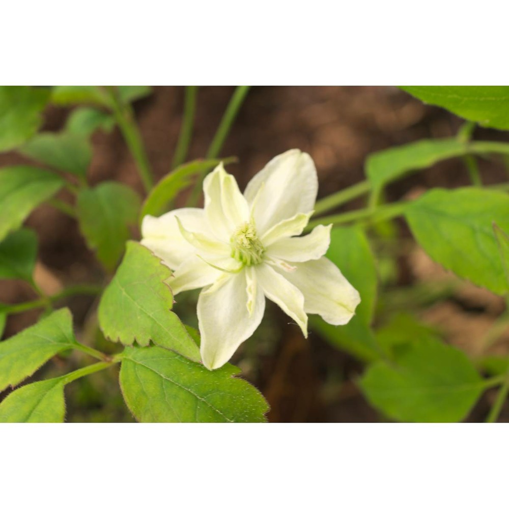 Clématite montana starlet® white perfume 'fpdw2009/clematis montana starlet® white perfume 'fpdw2009[-]godet - 5/20 cm