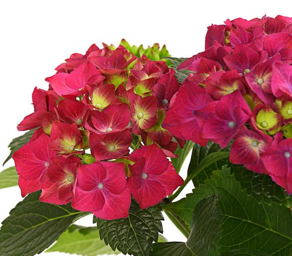 Hortensie - Hydrangea macrophylla