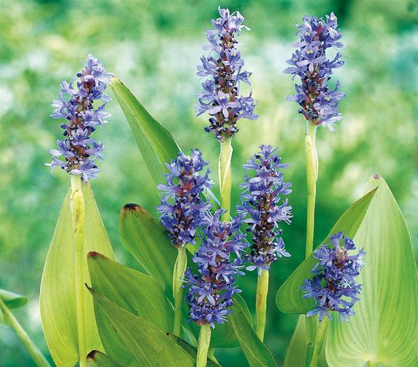 Herzblättriges Hechtkraut