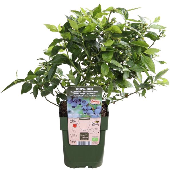 Bio Heidelbeere 'Little Blue Wonder'