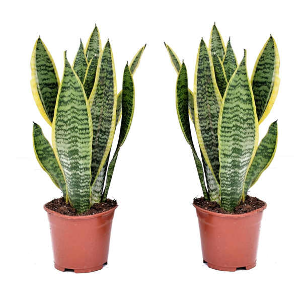 Sansevieria laurentii - 2