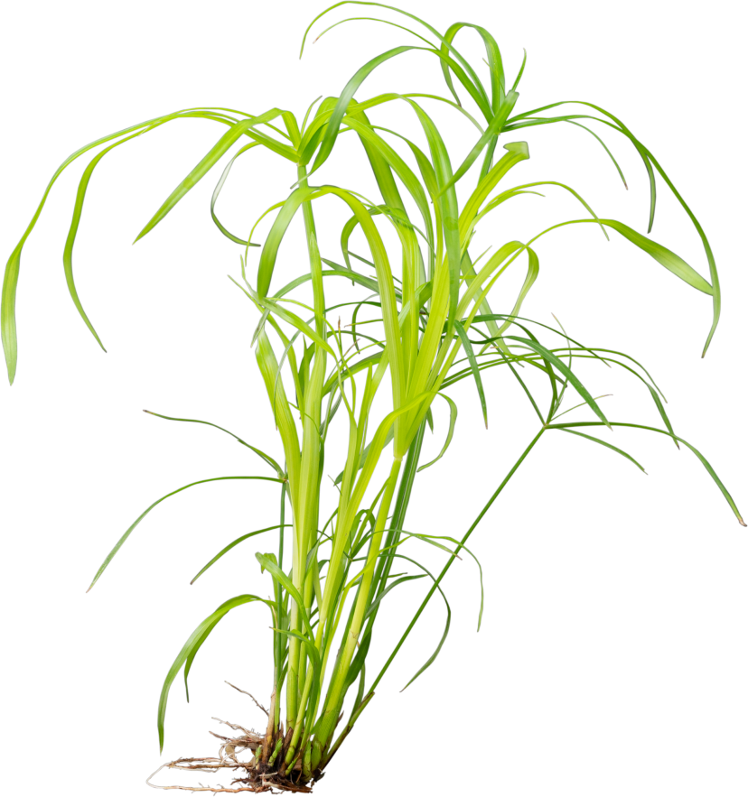 Waterplant Cyperus Alternifolius