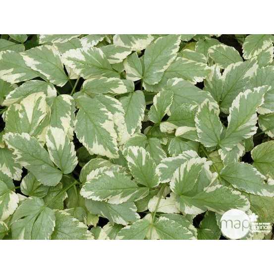 Herbe aux goutteux : godet