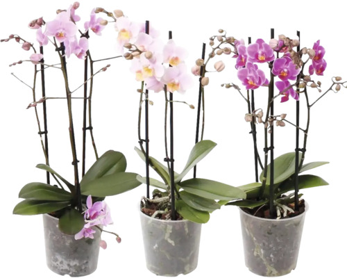 Vlinderorchidee Multi Mix FloraSelf Phalaenopsis multiflora H 50-55 cm Ø 12 cm pot 3 bloemaren