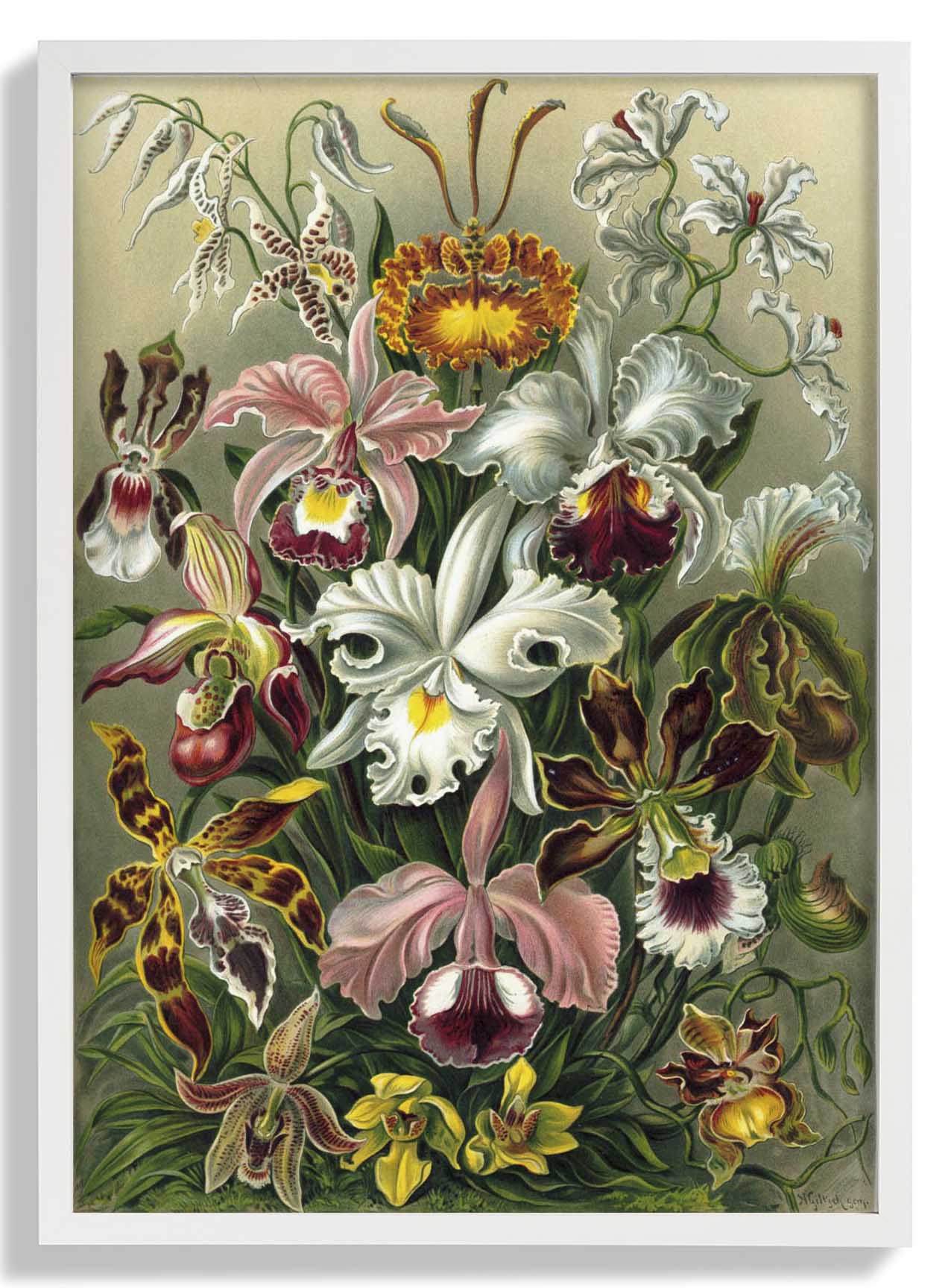Orchideae Lilly Flowers von Ernst Haeckel