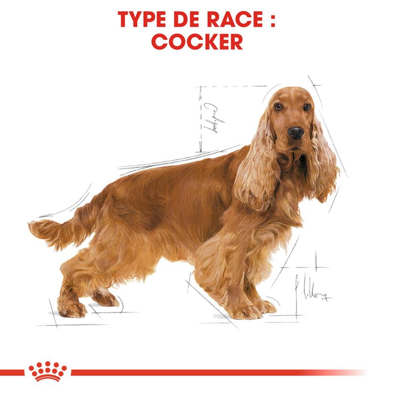 Royal Canin Cocker Adult à prix discount sur bitiba.fr