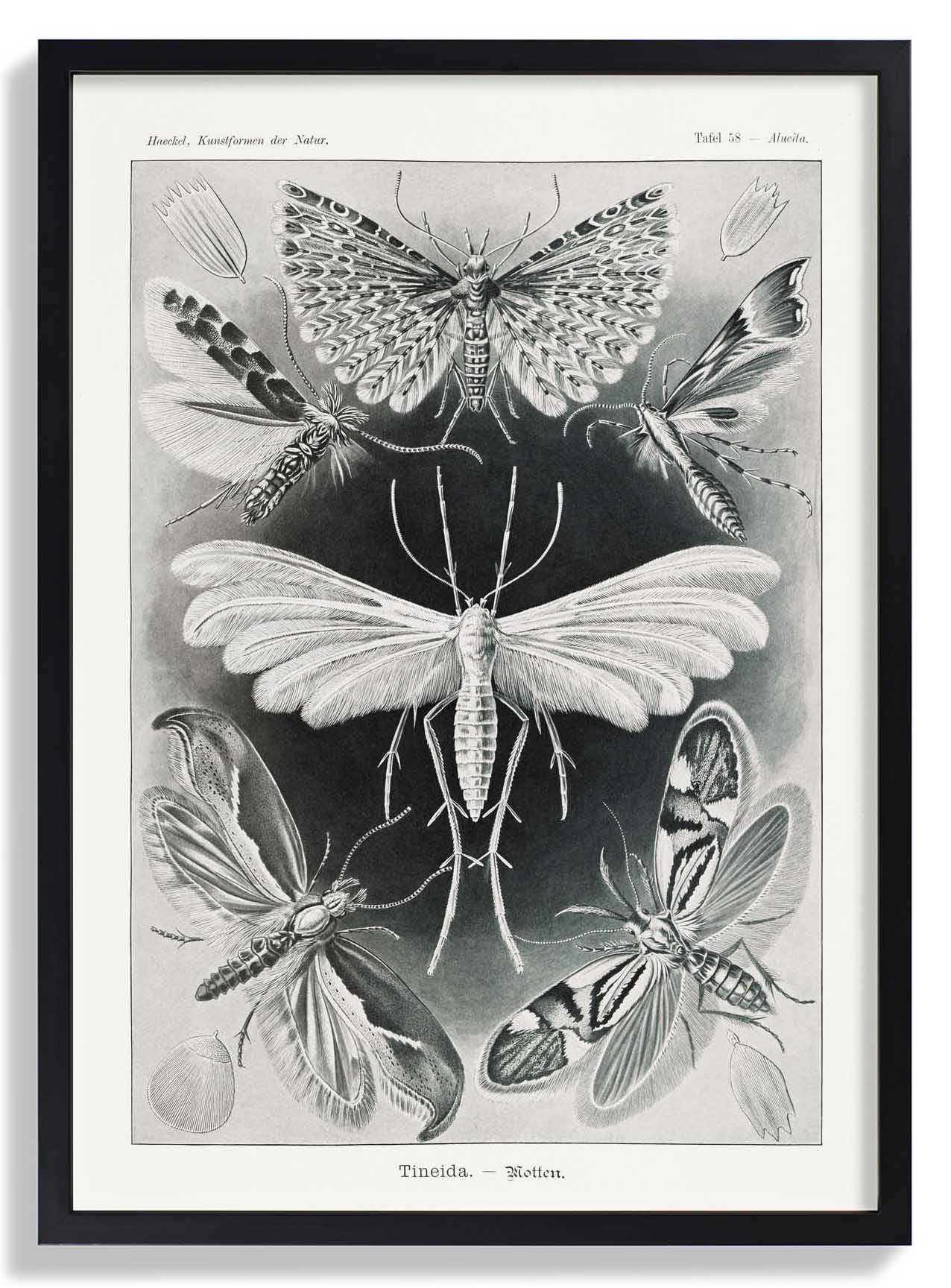 Tineida Motten von Ernst Haeckel