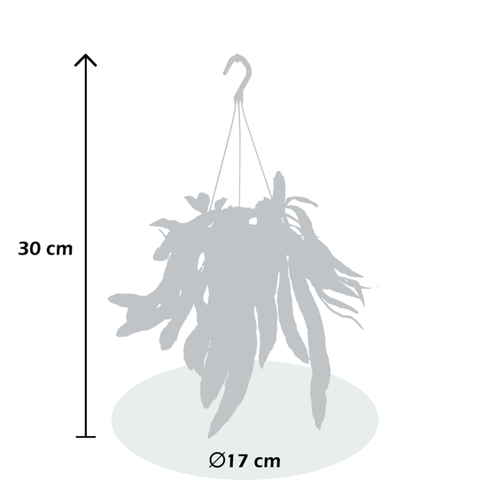 Epiphyllum Pumilum suspension - pot D17cm