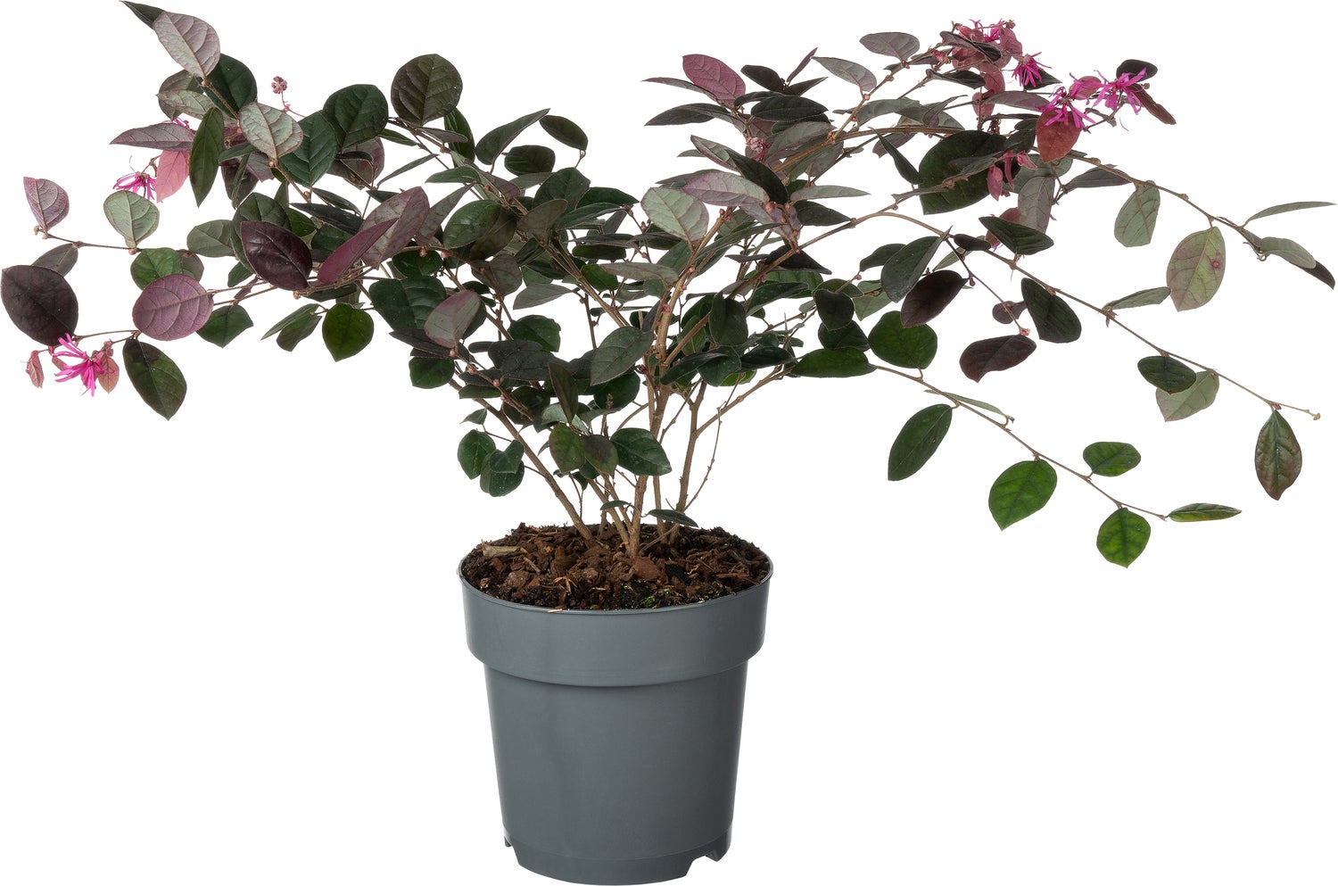 Heksenstruik (Loropetalum chinense 'Fire Dance') D 15 H 20 cm