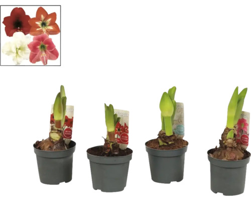 Amaryllis, Knight's Star MIX FloraSelf Hippeastrum Ø 17 cm pot 2-3 bloemen