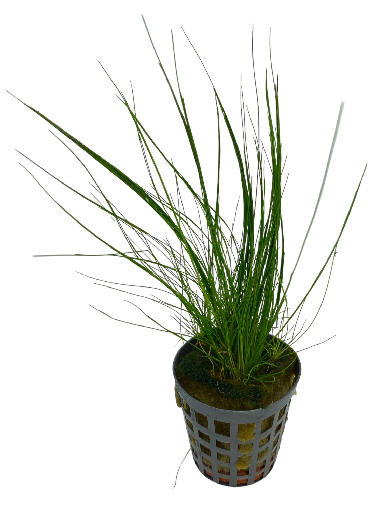 Eleocharis Acicularis (Naaldgras) Plant voor aquarium