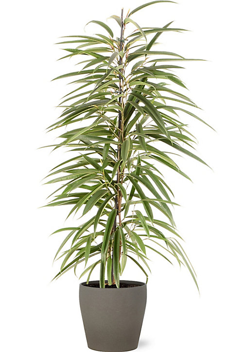 Ficus BA 21cm avec cache pot pierre