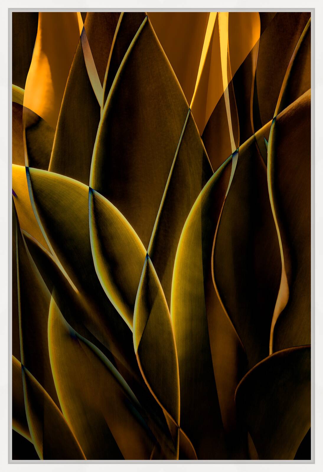 Cactus Abstraction 01 by Ed Freeman - Limited Edition. Edition of: 150. Signed.
