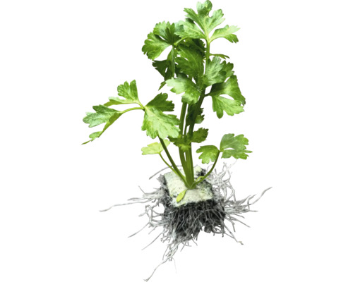 Biologische groentezaailingen, groentesoorten los met kluit/potgrond