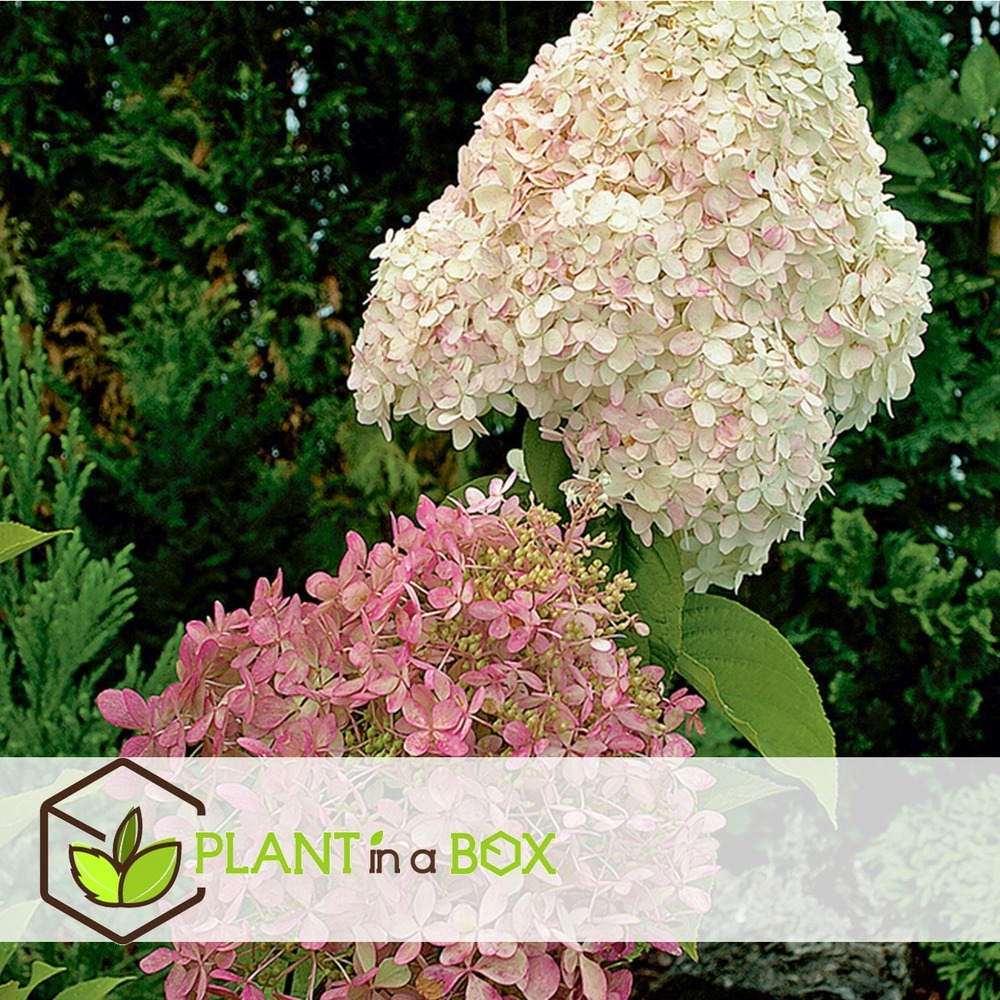 Hydrangea paniculata - mélange de 6 - jardin - pot 9cm - hauteur 25-35cm