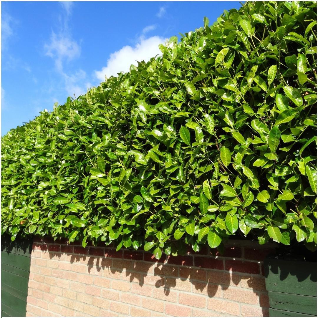 Prunus laurocerasus 'novita' - lot de 6