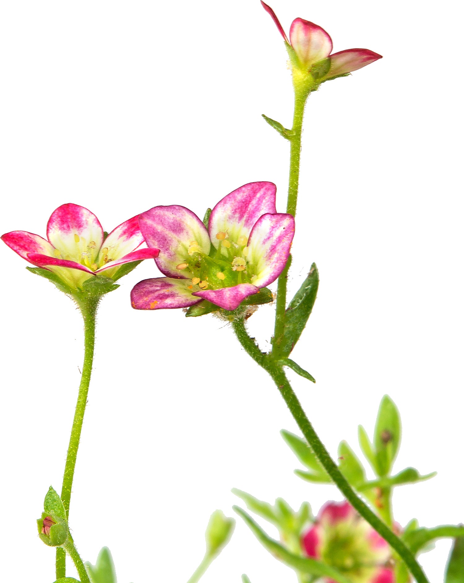 Steenbreek (Saxifraga arendsii 'Purpurteppich') sixpack D 9 H 20 cm