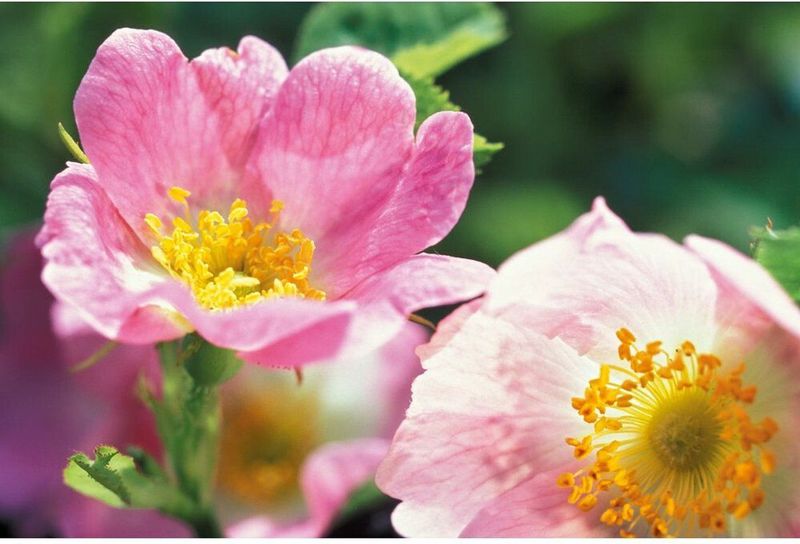 Weleda - Wilde Roses - Deodorant Spray - Natuurlijke Formule