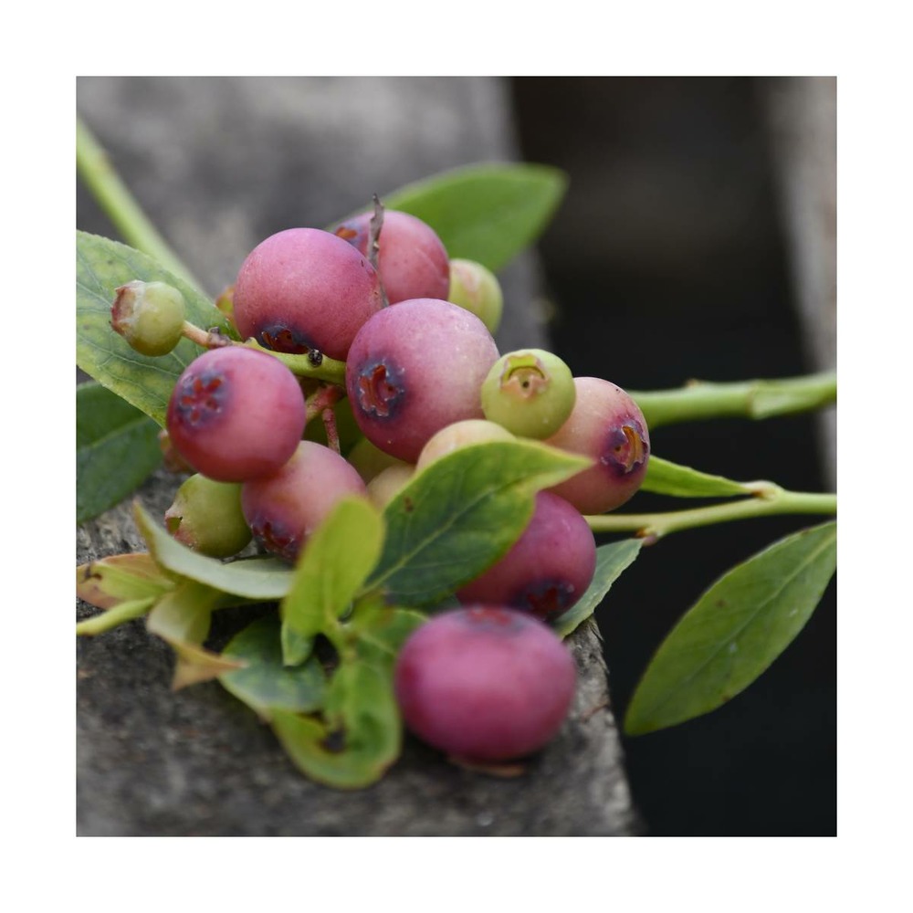 Myrtille corymbosum pink lemonade/vaccinium corymbosum pink lemonade[-]pot de 5l - 40/60 cm