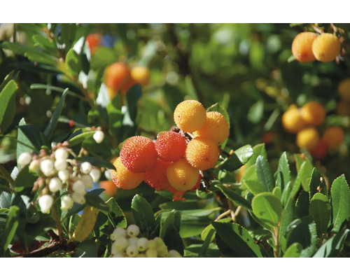 Biologische Aardbeienboom FloraSelf Biologische Arbutus Co 3 L Struik 35 Jaar FloraSelf Jubileumeditie