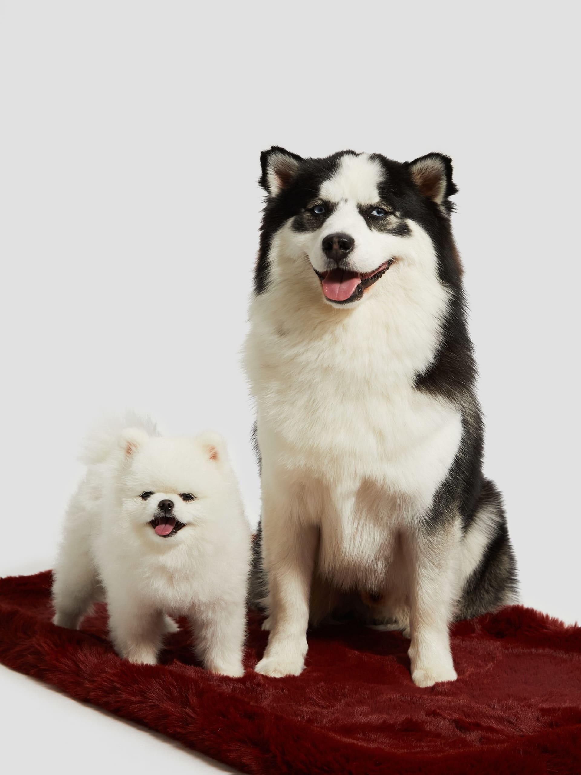 Tapete para animais de estimação em pele sintética