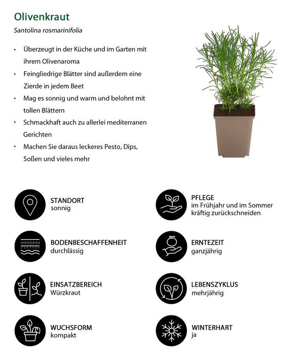 Olivenkraut