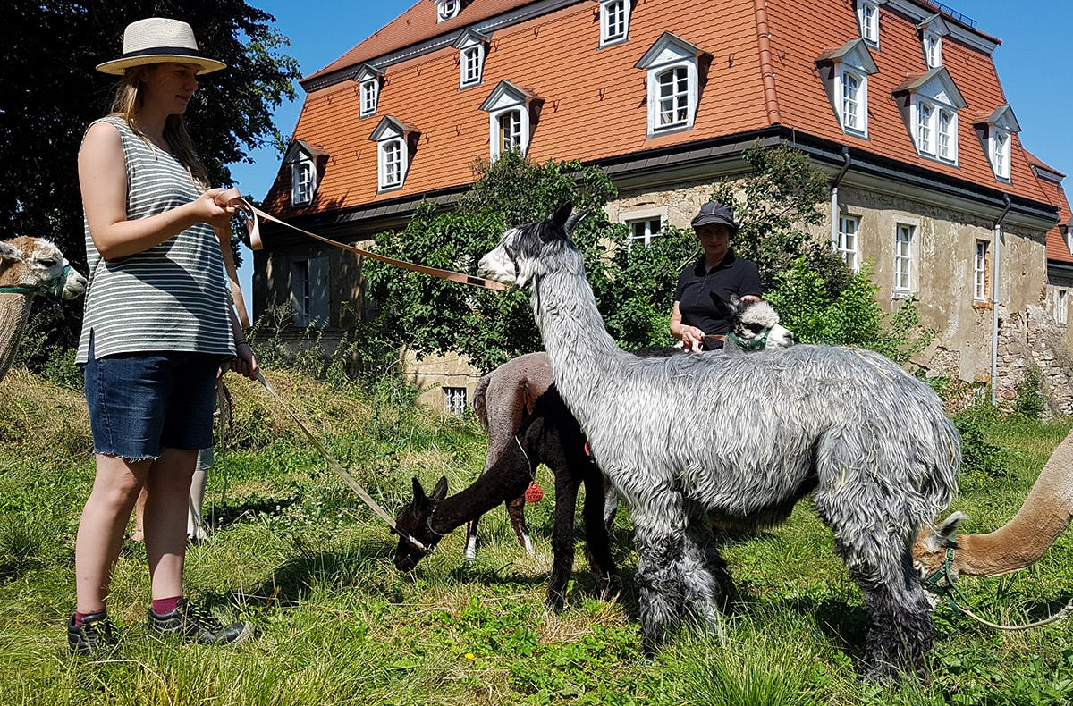 Alpaka Wanderung Wermsdorf