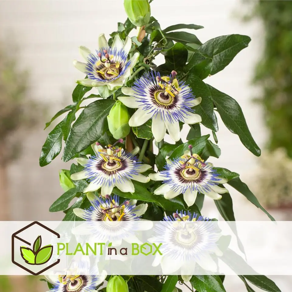 Passiebloem - Set van 6 - Passiflora edulis 'Frederick' - Hoogte 25-40cm - ⌀9cm