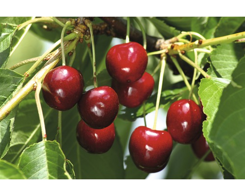 Biologische zoete kers FloraSelf Biologische Prunus avium 'Burlat' Stamhoogte ca. 60 cm Totale hoogte 130-150 cm Co 7,5 L